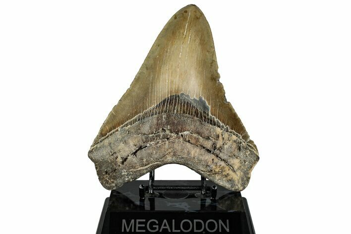 Serrated, Fossil Megalodon Tooth - North Carolina #328411